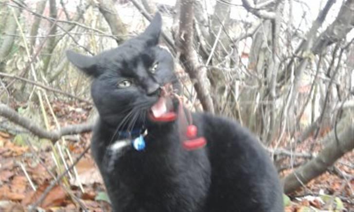 Huskat Zippo  billede 4