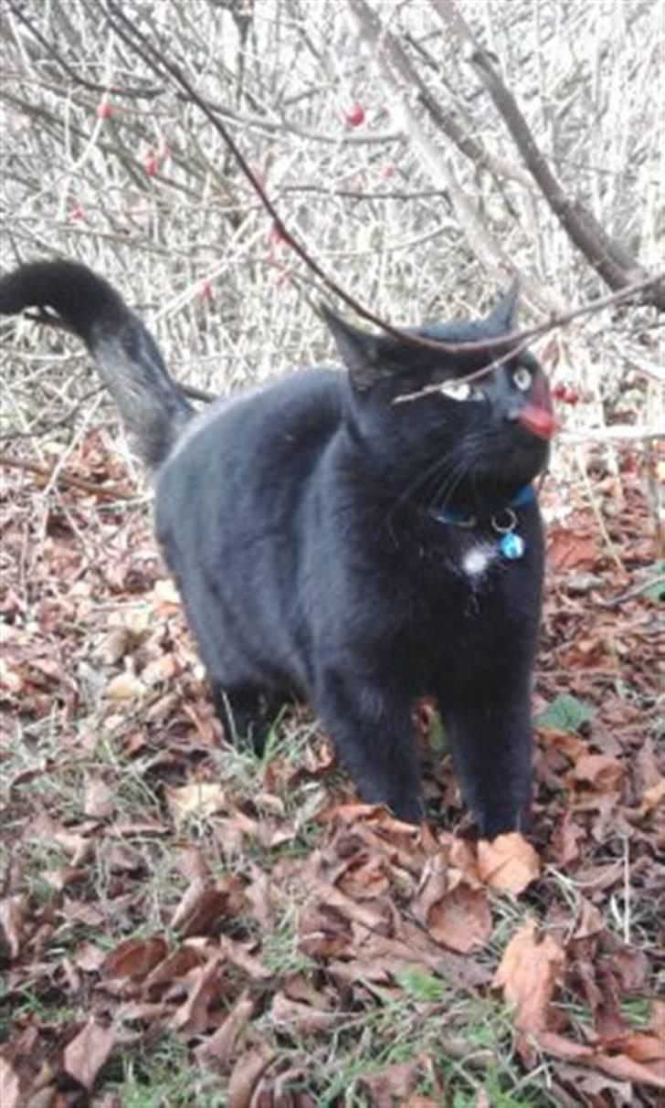 Huskat Zippo  billede 5