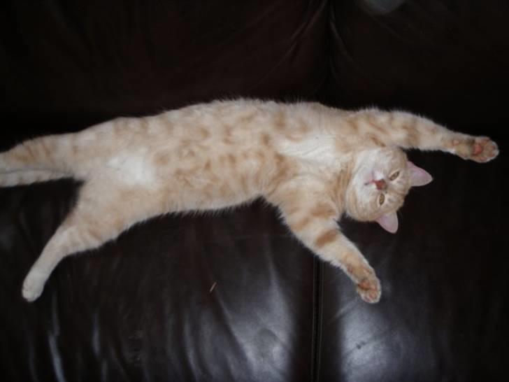 Blanding af racer Ost billede 1