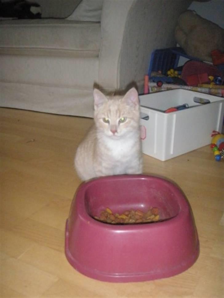 Blanding af racer Ost billede 2