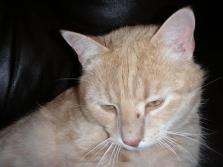 Blanding af racer Ost billede 3