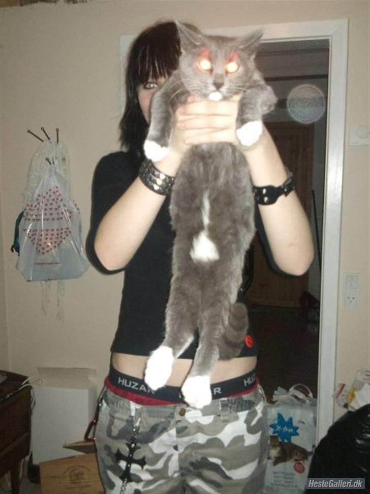 Blanding af racer Cocio billede 1