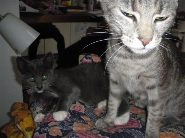 Blanding af racer Cocio billede 2