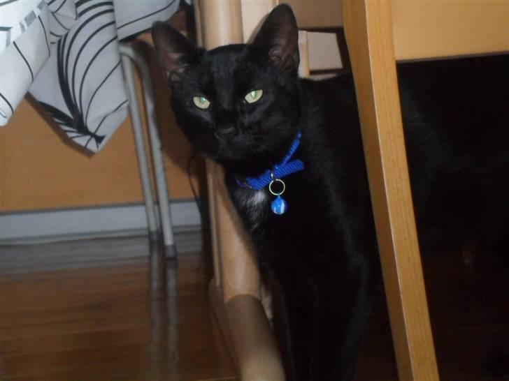 Huskat Zippo  billede 6