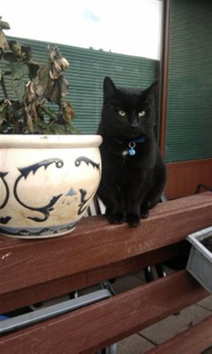 Huskat Zippo  billede 7