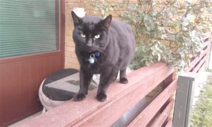 Huskat Zippo  billede 10