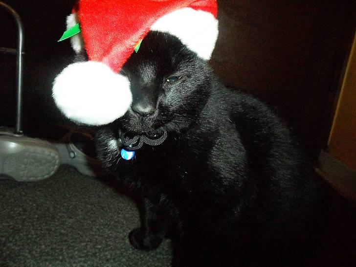 Huskat Zippo  - All i want for christmas..... is YOOOOOU!  billede 11