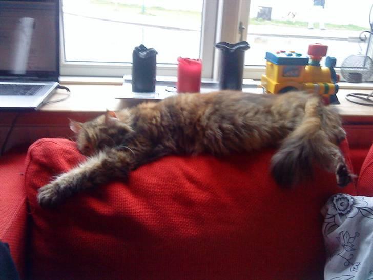 Maine Coon Sinus billede 7