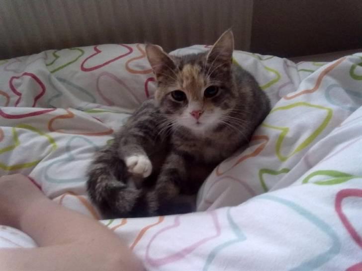 Huskat Mille billede 1