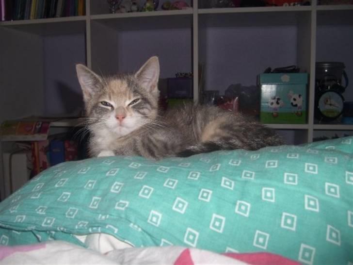 Huskat Mille billede 2