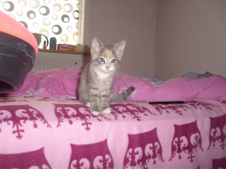 Huskat Mille billede 3