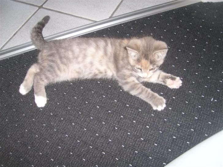 Huskat Mille billede 4