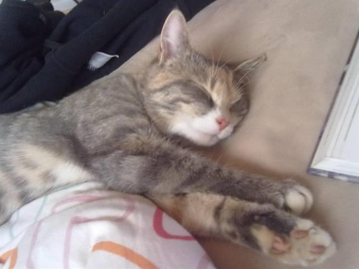 Huskat Mille billede 5