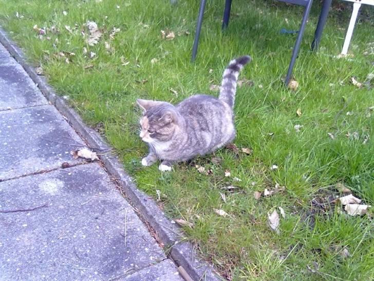 Huskat Mille billede 6