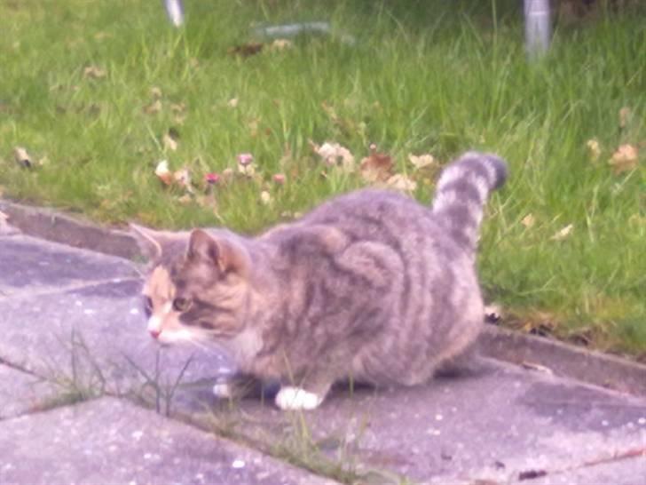 Huskat Mille billede 7