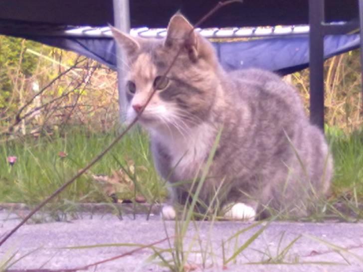 Huskat Mille billede 8