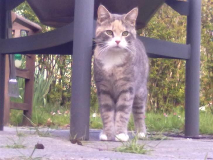 Huskat Mille billede 9