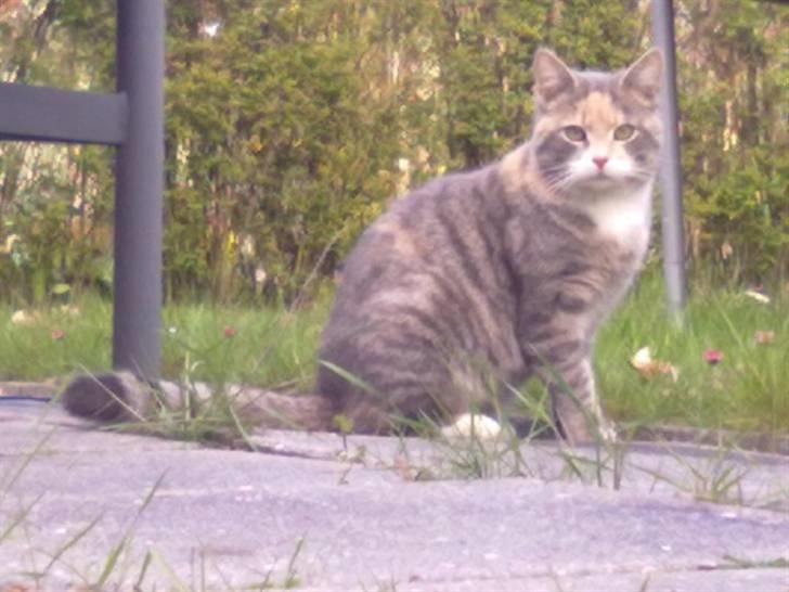 Huskat Mille billede 10