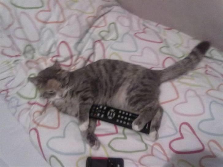 Huskat Mille billede 11