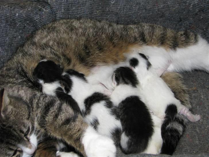 Blanding af racer Nana billede 2