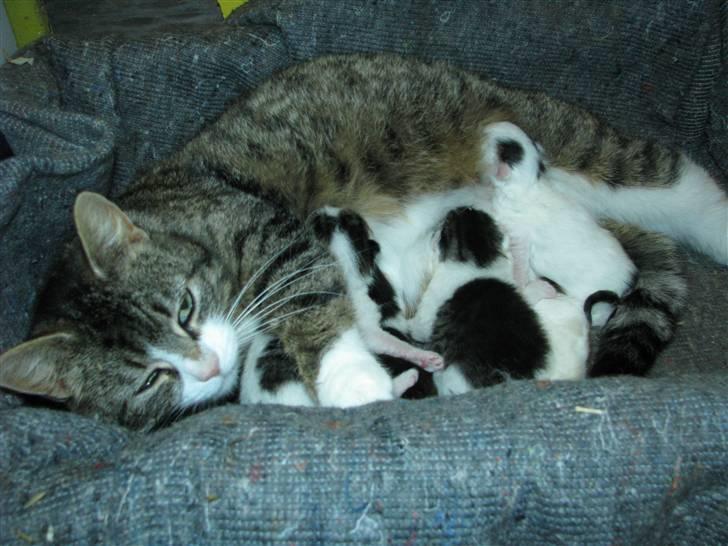 Blanding af racer Nana billede 3