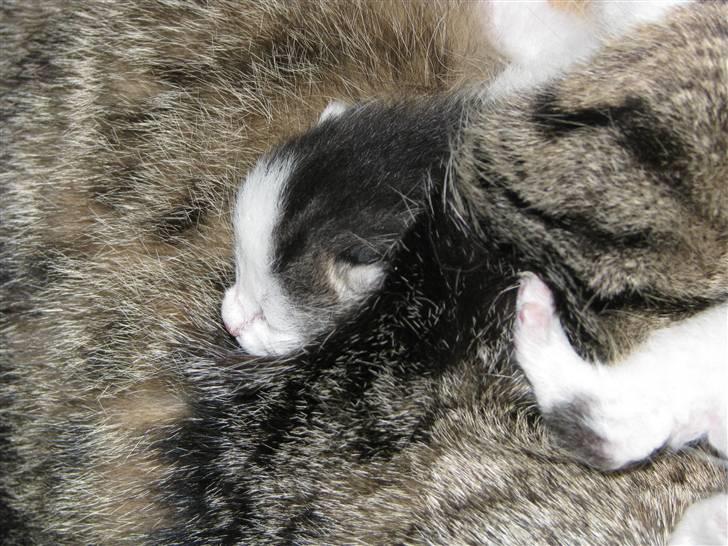 Blanding af racer Nana billede 4