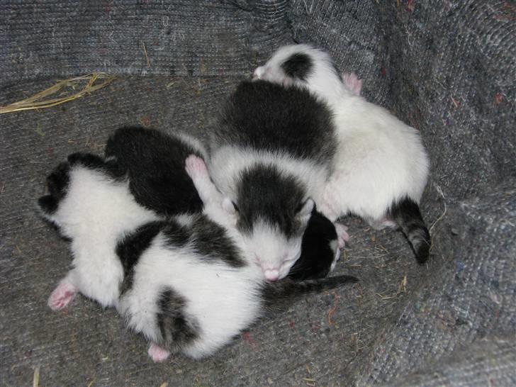 Blanding af racer Nana billede 5