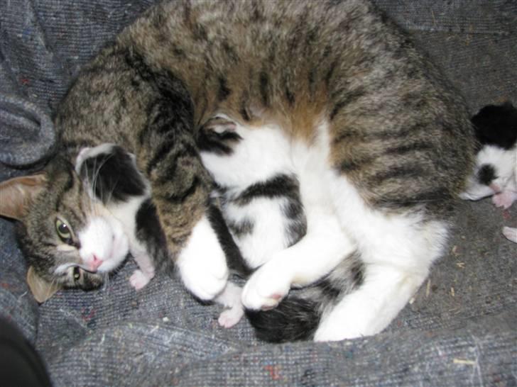 Blanding af racer Nana billede 6