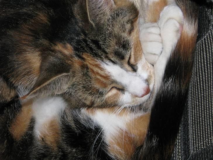 Blanding af racer Gurli Magrethe R.I.P billede 1