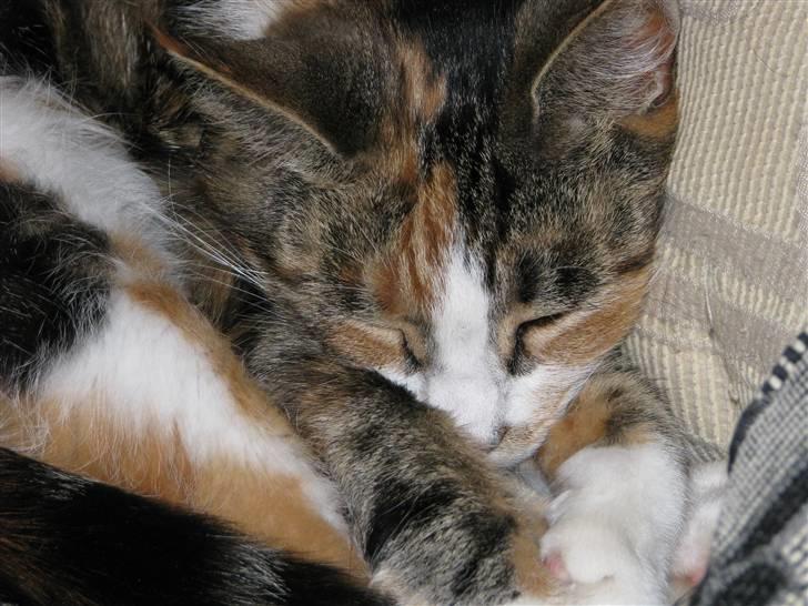 Blanding af racer Gurli Magrethe R.I.P billede 2