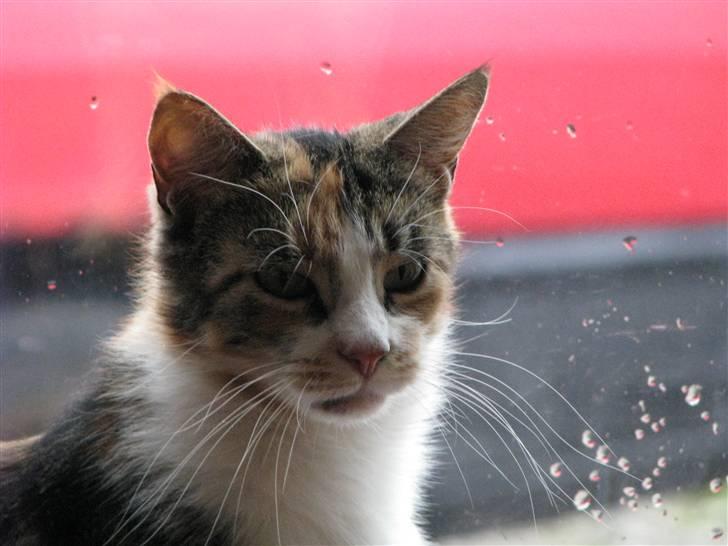 Blanding af racer Gurli Magrethe R.I.P billede 3