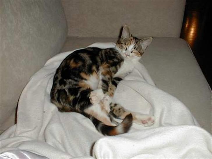 Blanding af racer Gurli Magrethe R.I.P billede 4