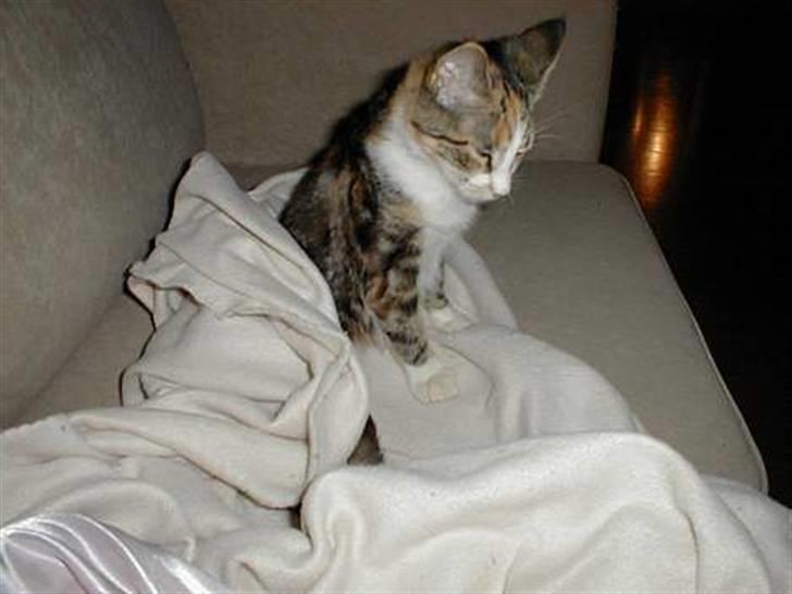 Blanding af racer Gurli Magrethe R.I.P billede 5