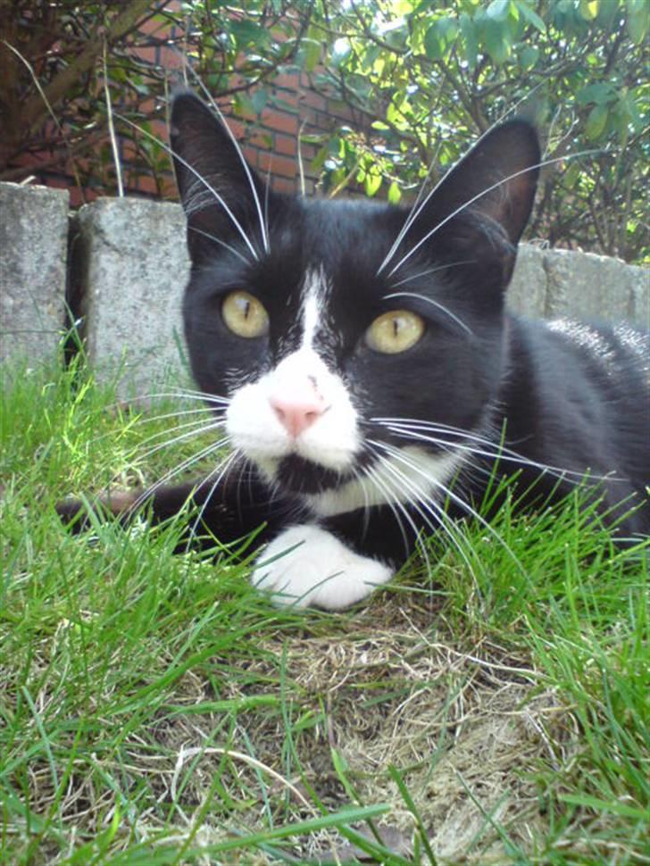 Huskat Gismo *R.I.P* Savner dig  billede 17