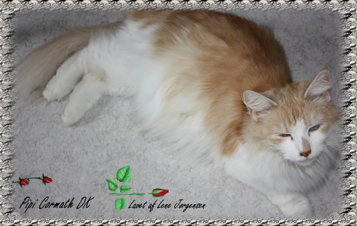 Norsk Skovkat cormats pipi billede 11