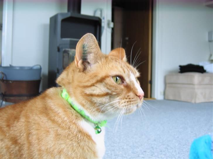 Huskat Garfild †R.I.P† sov sødt billede 14