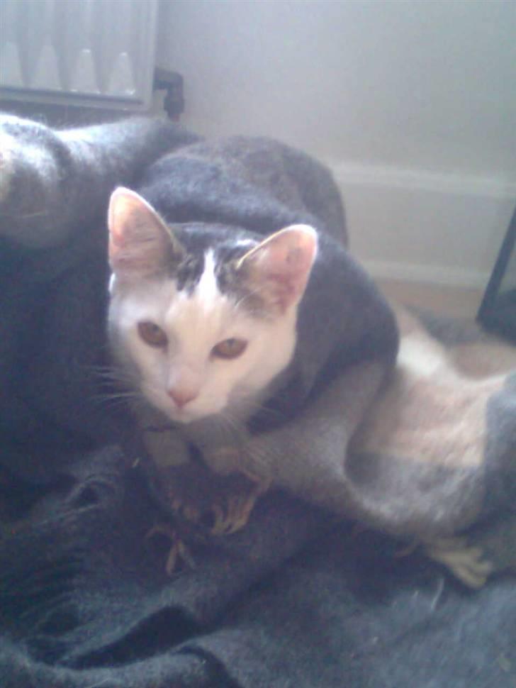 Huskat Ida - Elsker at putte i/under noget billede 11