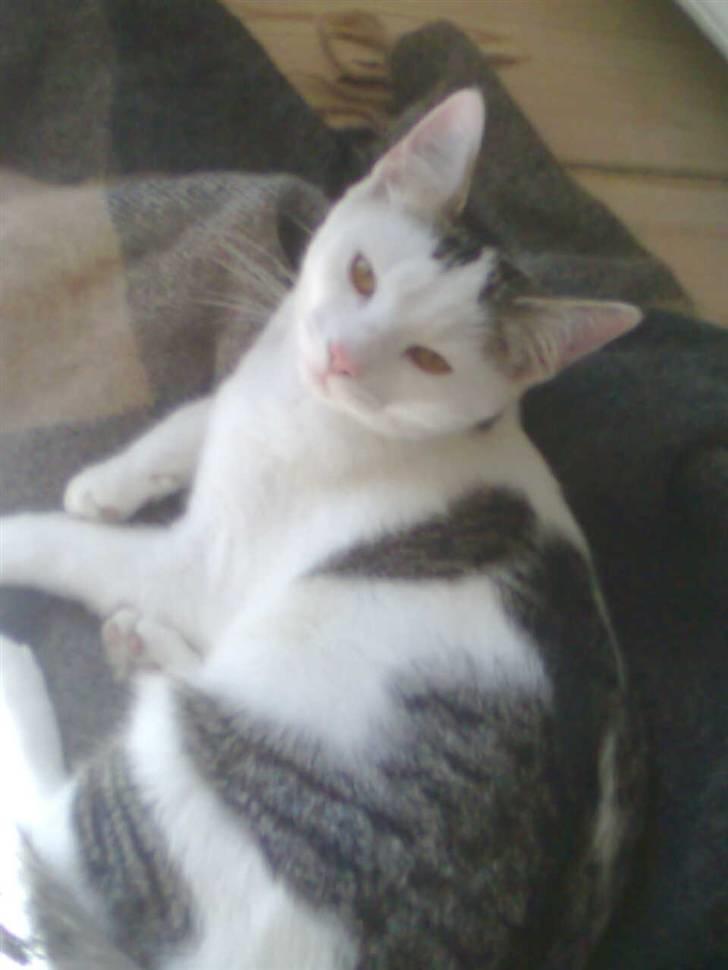 Huskat Ida - Dejligt her i solen billede 12