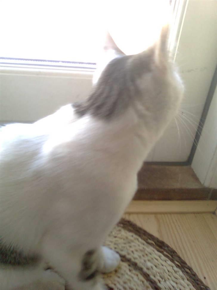 Huskat Ida - maiv jeg vil ud billede 13