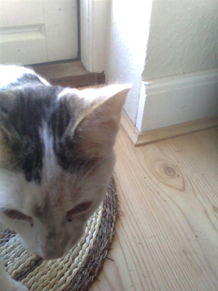 Huskat Ida - Har været ude...skønt at rulle sig i jorden billede 14