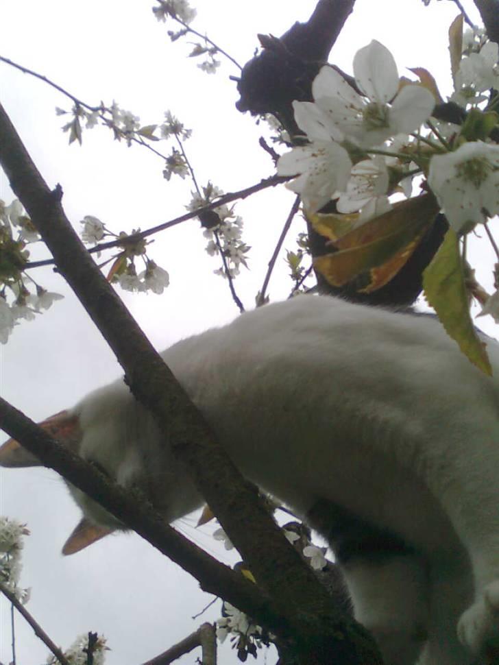 Huskat Ida - Hr. Nelson billede 15