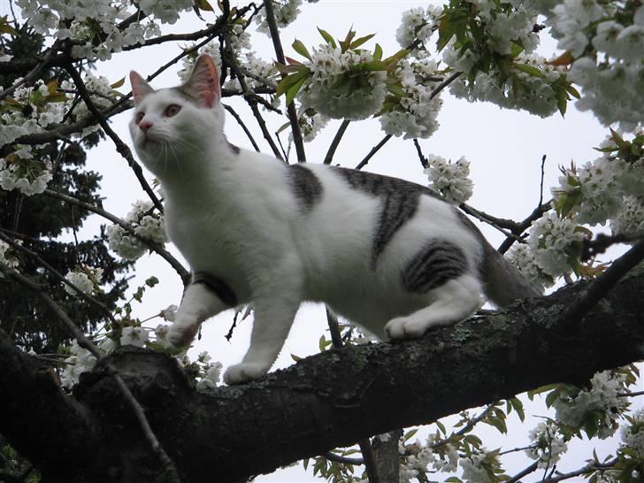 Huskat Ida - ski... skægt i træerne billede 16