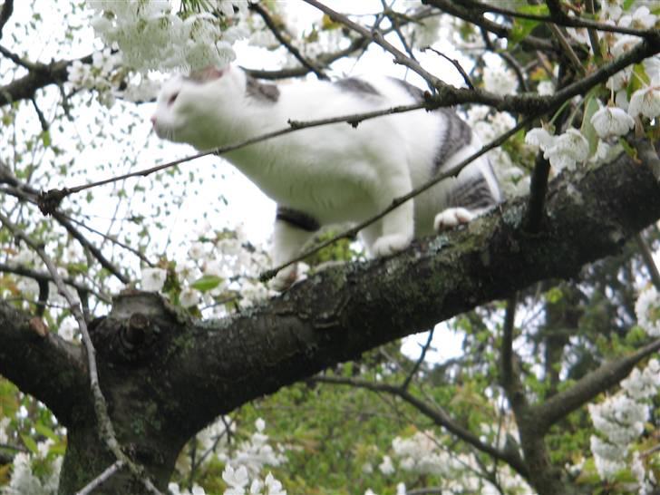Huskat Ida - mon jeg kan fange fuglen billede 17