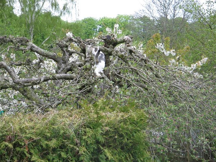 Huskat Ida - bagdelen på Ida billede 18