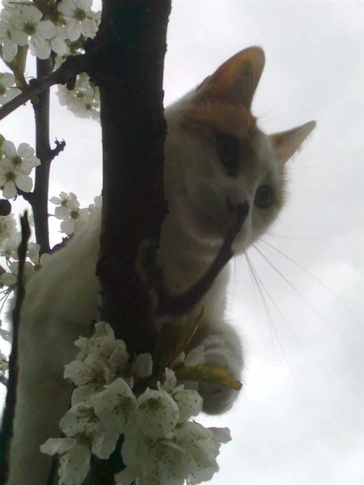 Huskat Bella billede 18