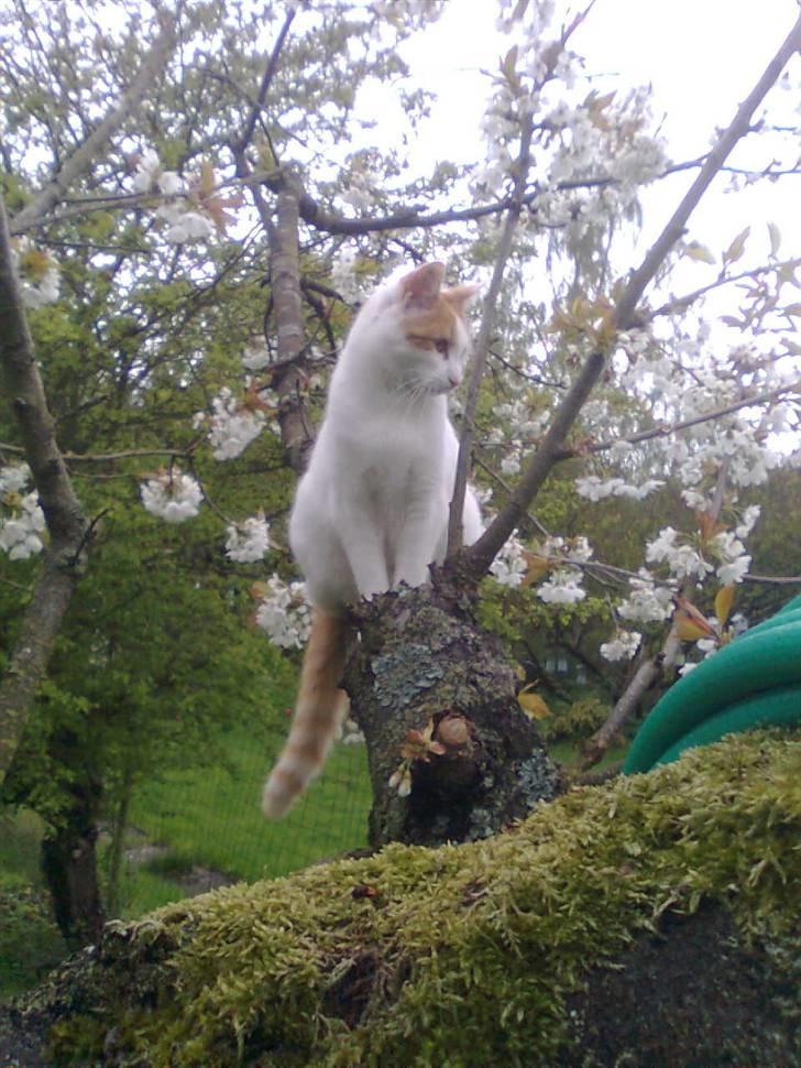 Huskat Bella billede 19