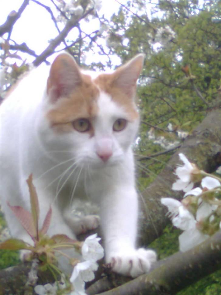 Huskat Bella billede 20