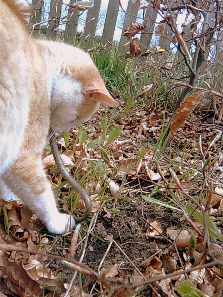 Huskat Miley - jeg har fanget en stålorm (slange) billede 15