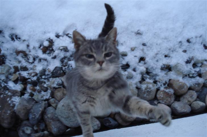 Blanding af racer Misser :D billede 1