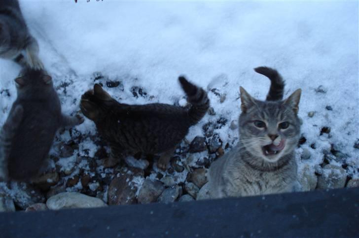 Blanding af racer Misser :D - Pas på jeg ikke spiiiiser dig! :D billede 2